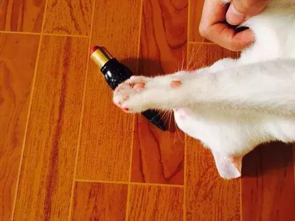 猫咪吃了主人的CL口红，主人超心疼，网友：这可是口红中的法拉利