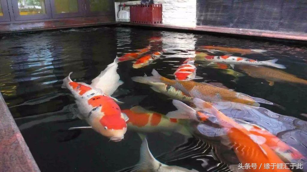 锦鲤应激了该怎么救,锦鲤濒死怎么抢救