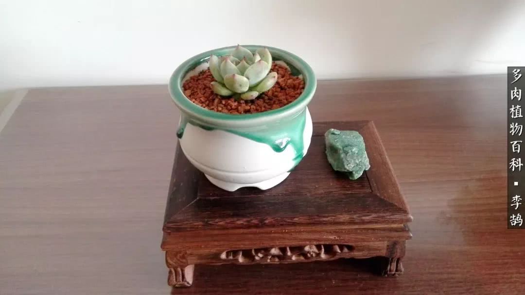 10种养不死的多肉新手的首选,露养多肉的100种方法