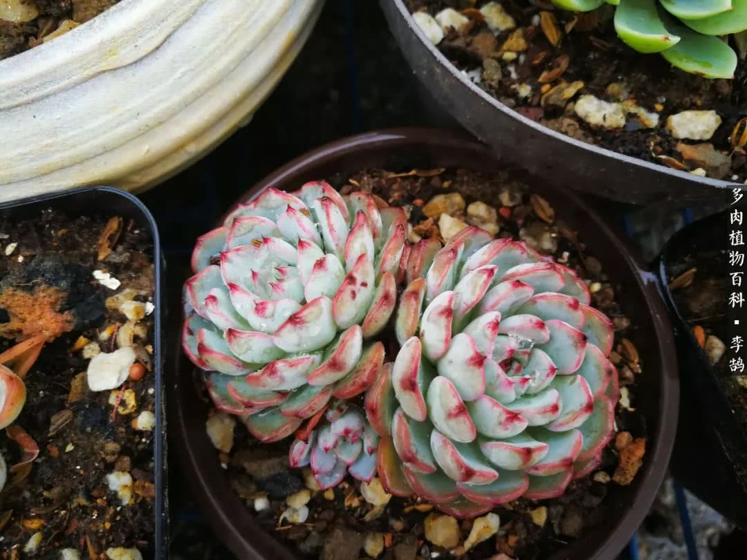 10种养不死的多肉新手的首选,露养多肉的100种方法