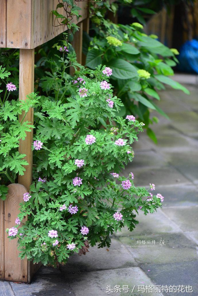 花园蚊虫多怎么解决,花园蚊子多怎么处理