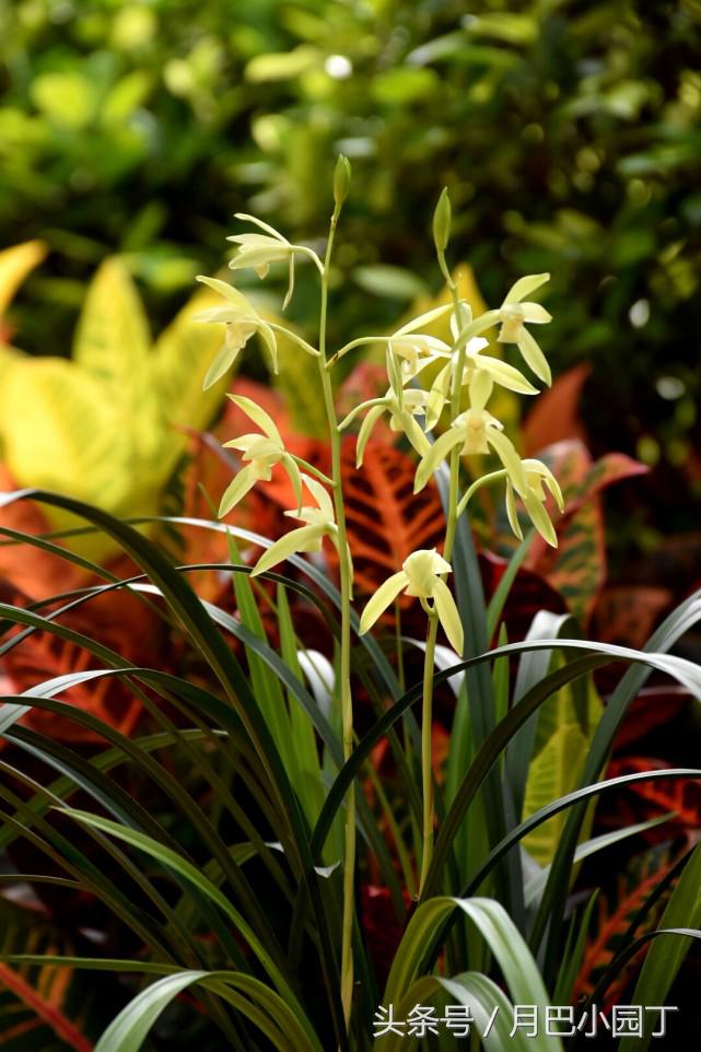 兰花黄叶有病菌怎么补救,兰花黄叶有黑斑怎么办