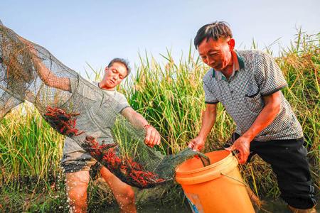 潜江油焖大虾发源地,湖北潜江五七油焖大虾火爆场面