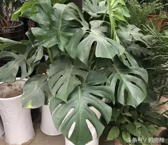 哪种绿萝吸甲醛最好,去甲醛最好的10种植物绿萝