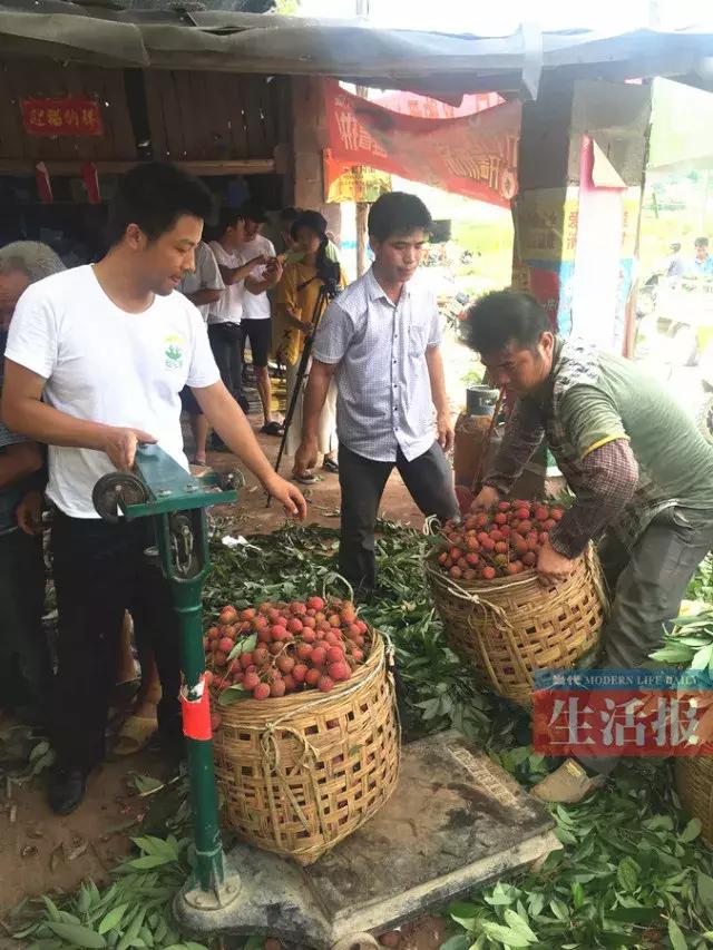 广东荔枝滞销,广西荔枝滞销五毛一斤