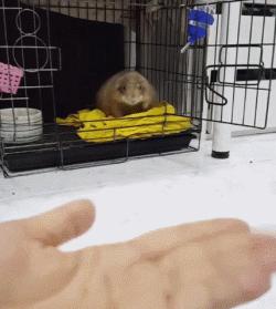 超级黏人的土拨鼠,黏人的土拨鼠