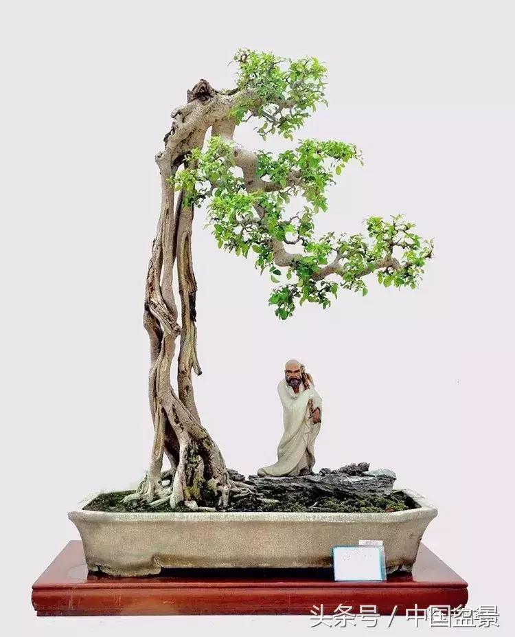 榕树盆景欣赏,欣赏盆景的感受句子