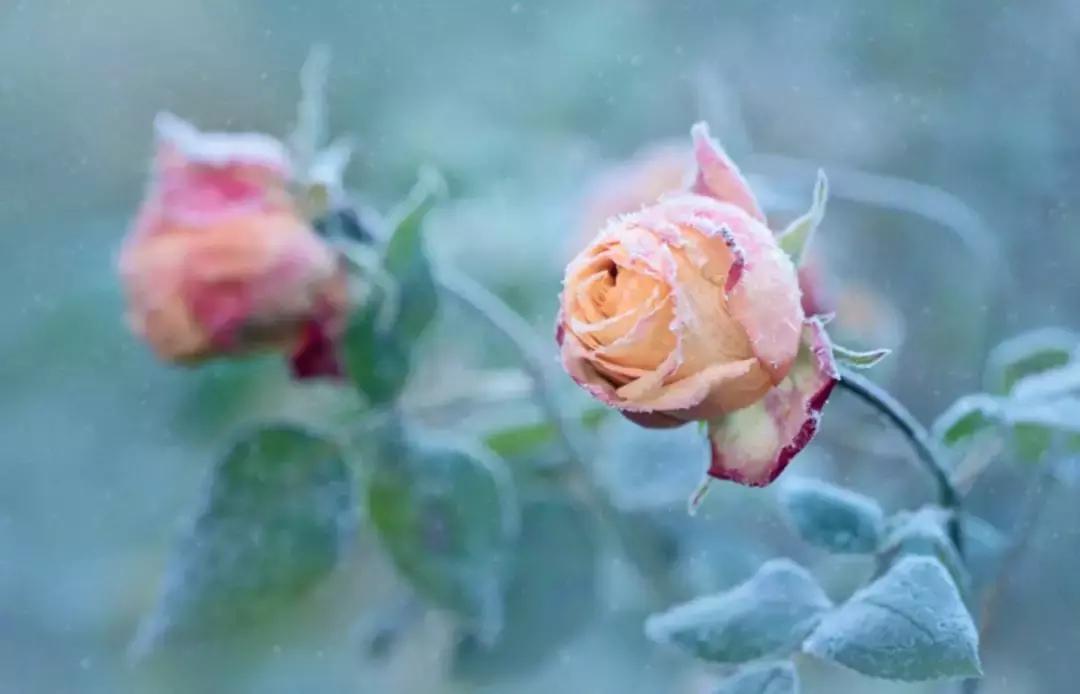 做个花心的女人视频,做个花心的女人歌曲