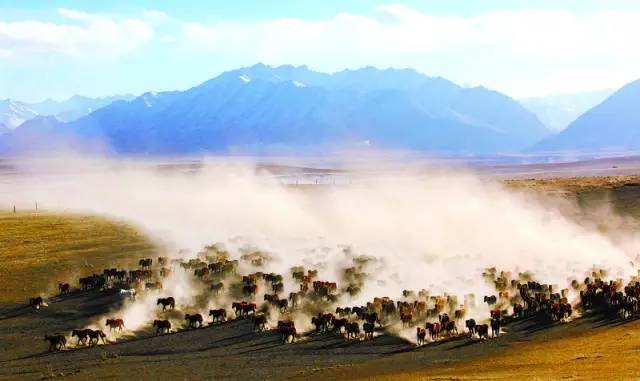 甘肃张掖军马场旅游 (张掖最好的军马场)