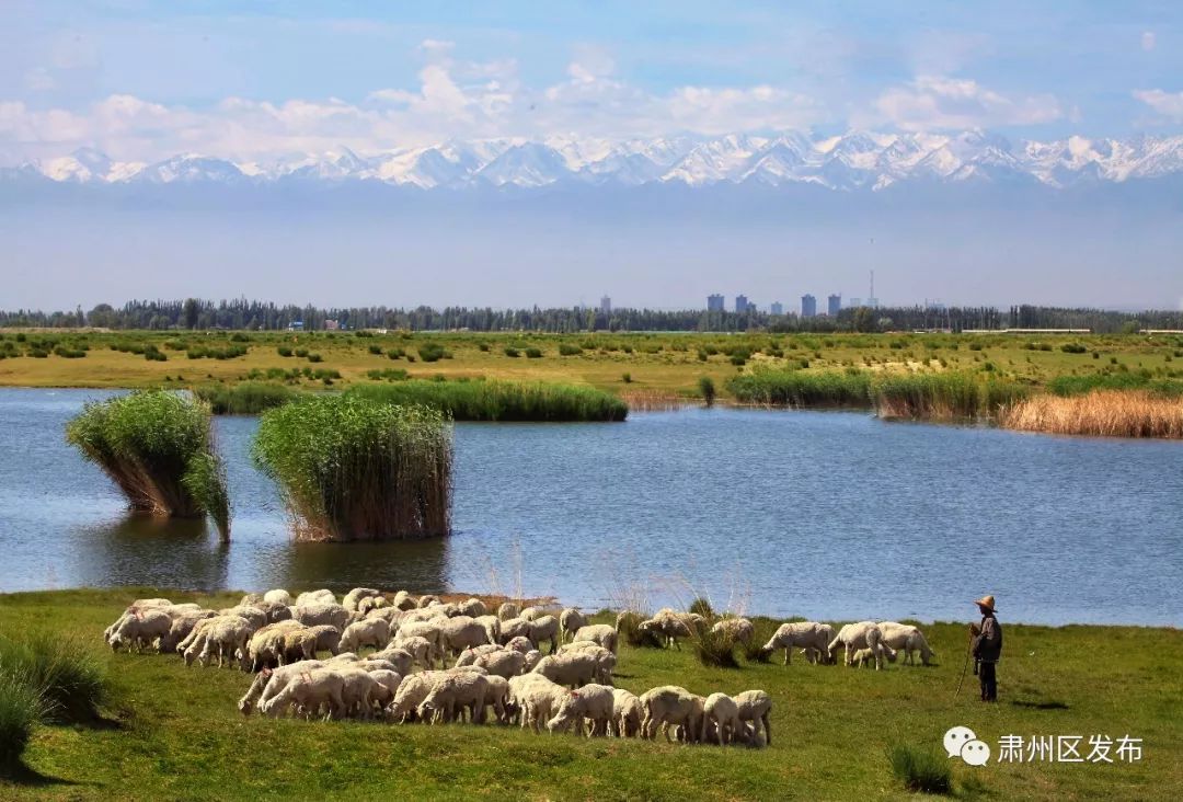 太迷人了！肃州区的这幅生态画卷越绘越美丽！