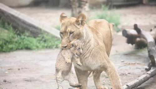 世界杯吉祥物都有哪些,世界杯吉祥物图片2022原型
