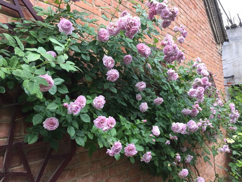 月季花蕾垂头怎么治,月季新芽萎蔫脱叶黑杆怎么养护