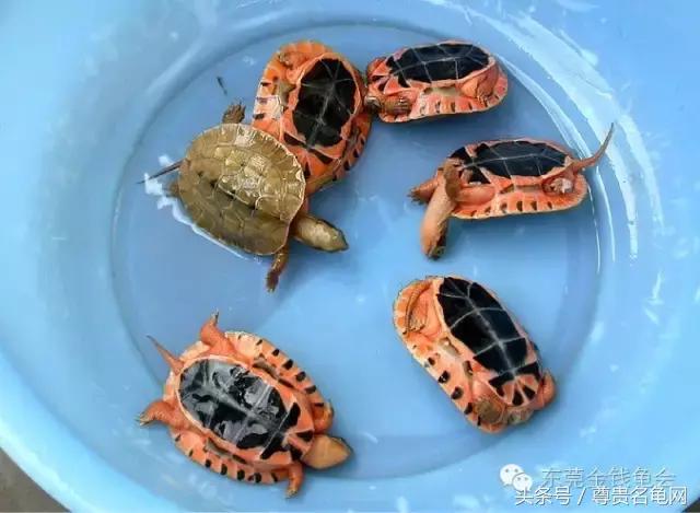 龟出壳后要不要消毒,龟出壳后怎么喂食