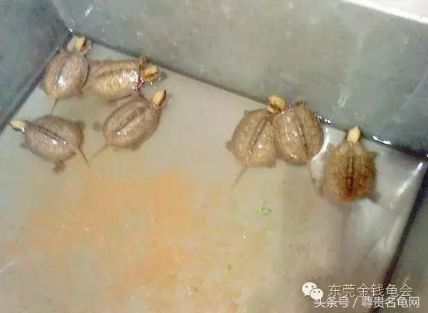 龟出壳后要不要消毒,龟出壳后怎么喂食