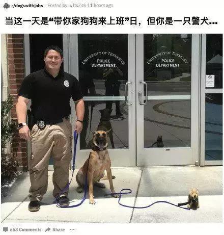 “带狗上班日”这只警犬就带着它的宠物狗狗来上班了……