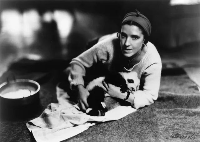 世界上最高龄大熊猫,大熊猫战兽