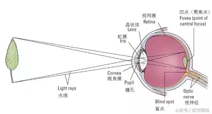 视力下降影响视网膜脱落,眼睛有阴影是视网膜脱落吗