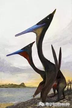 方舟无齿翼龙驯服教程,无齿翼龙有翅膀吗