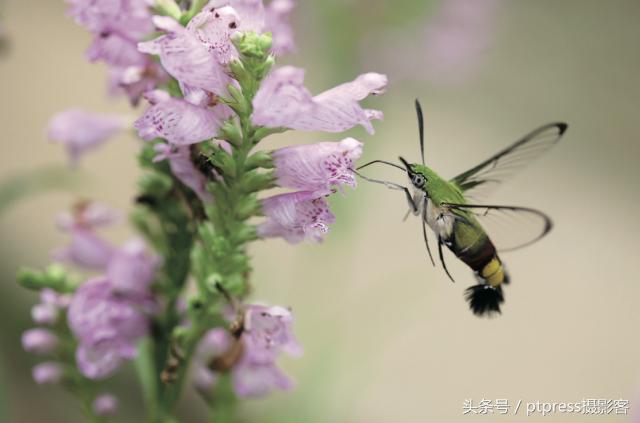 华为手机怎么拍花的技巧,春天拍花的必备技巧是什么