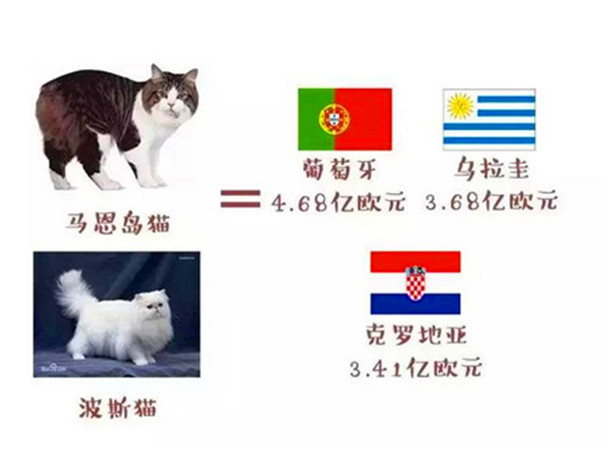世界杯球队和猫咪的身价对比，关于中国队的象征，那可是无价之宝