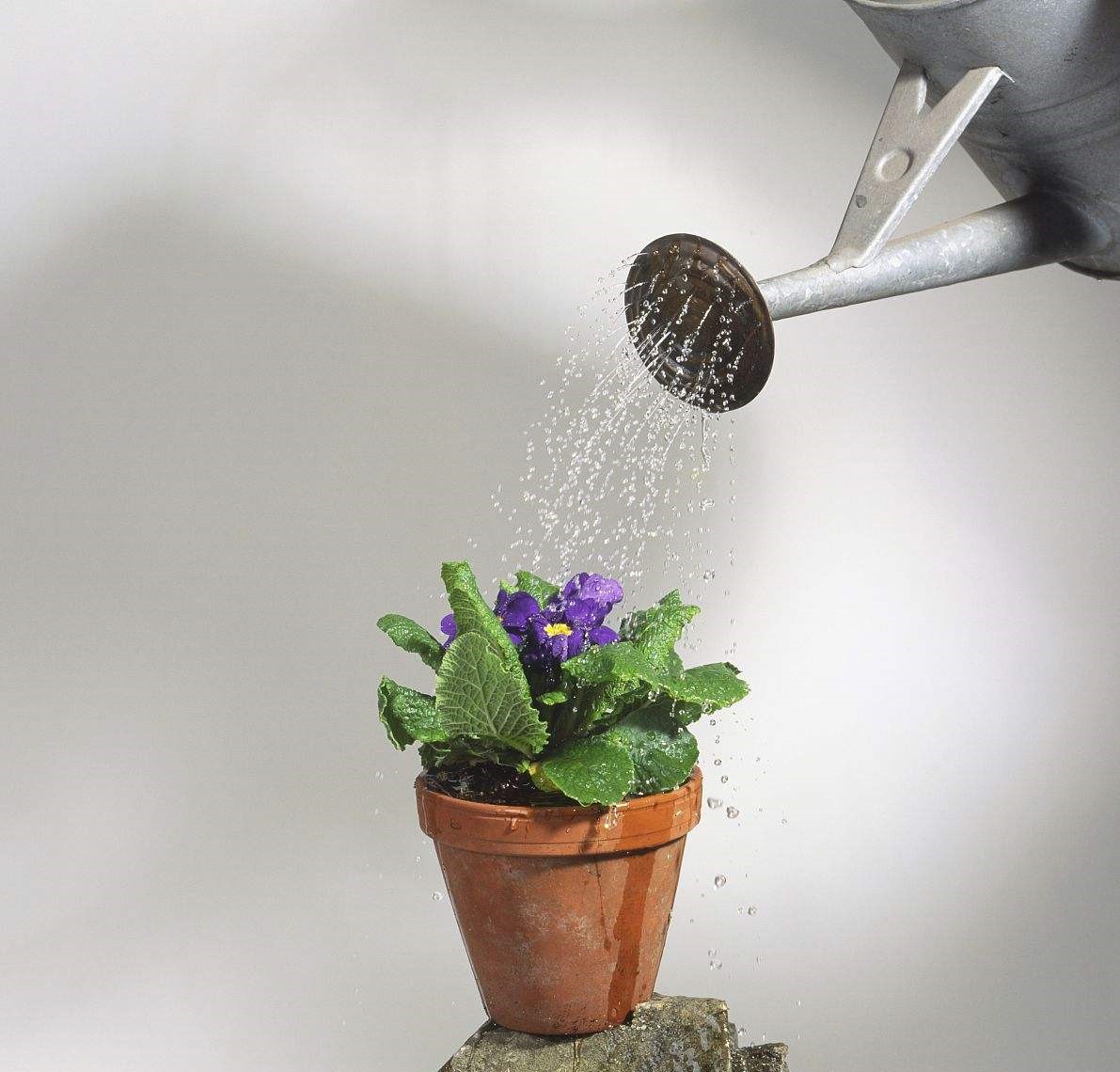 盆栽多久浇一次水才能好,盆栽果树泥土不干是什么原因