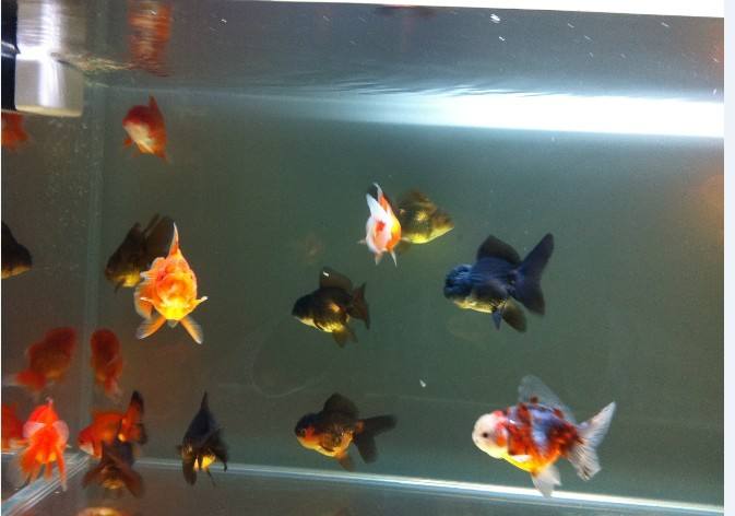 锦鲤加温25-30度为什么好活泼,金鱼水产养殖的正确方法