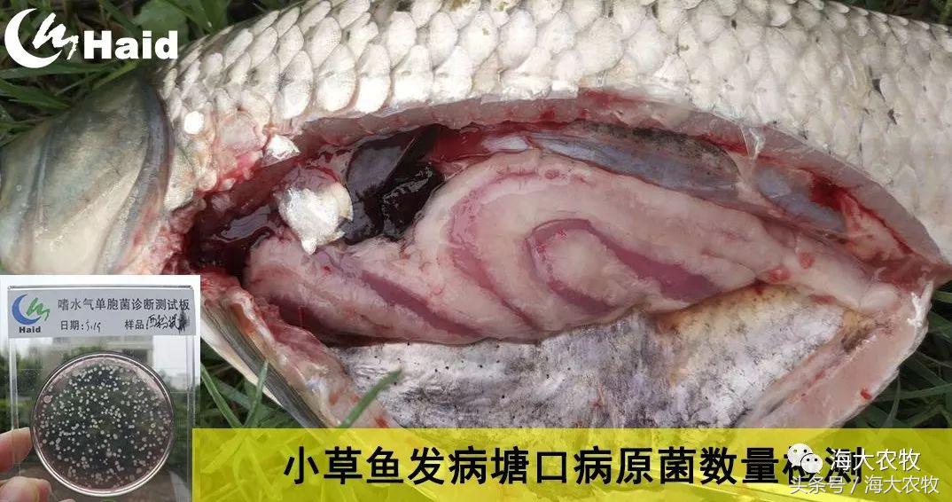 如何解决鱼生病的问题,鱼老死怎么治疗最好