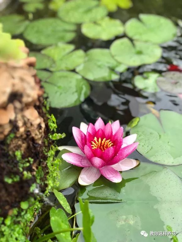 什么花可以在水里养,什么花能在水里养