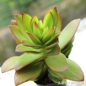 还在羡慕别人家的火祭那么红，这样做你的也可以