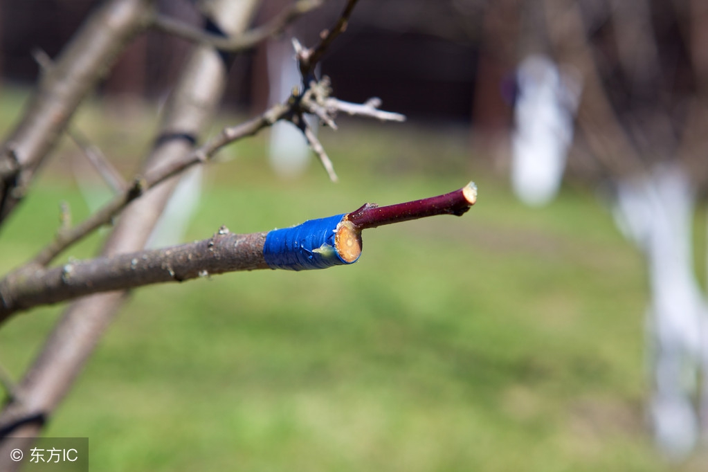 嫁接果树成活率低？老果农手把手教，只需简单5步一看就会！