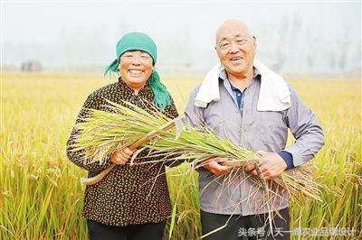 中国第一米原产地原阳大米,中国好大米品牌