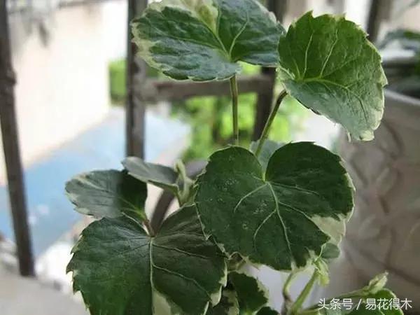 福禄桐绿植花卉,福禄桐防烂根