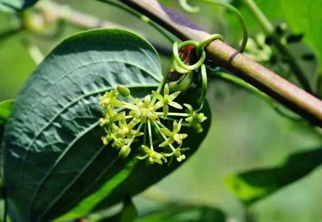 「栖霞山·植物百科」菝葜：开从绿条上，散逐香风远