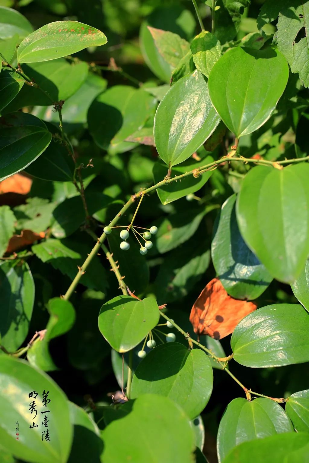 「栖霞山·植物百科」菝葜：开从绿条上，散逐香风远