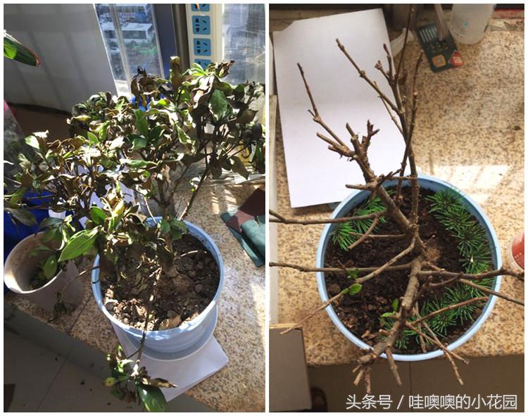 栀子黄叶枯萎花落,栀子过冬叶子全部脱落还能活