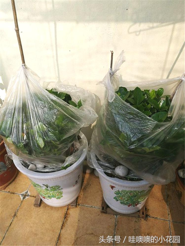 栀子黄叶枯萎花落,栀子过冬叶子全部脱落还能活