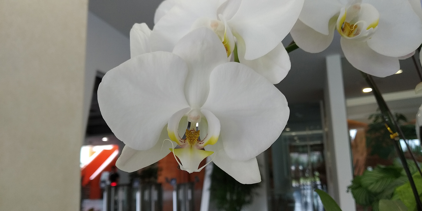 红米6Pro评测:4000mAh电池,FHD+屏幕,满意吗?