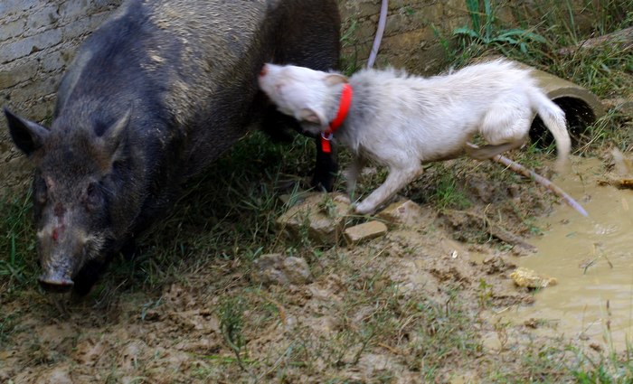 这种犬号称世界第三猎犬,为何不是世界第二猎犬呢