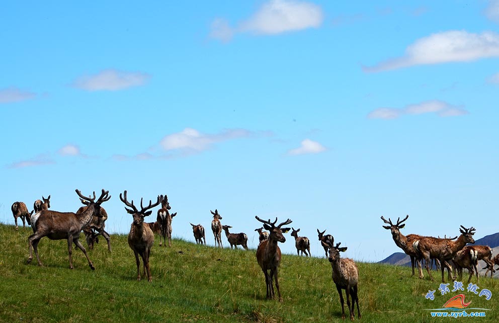肃南马鹿鹿茸农产品,肃南土特产鹿茸