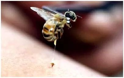 驱蚊止痒一招搞定,用什么驱蚊止痒效果最好