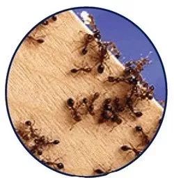 驱蚊止痒一招搞定,用什么驱蚊止痒效果最好