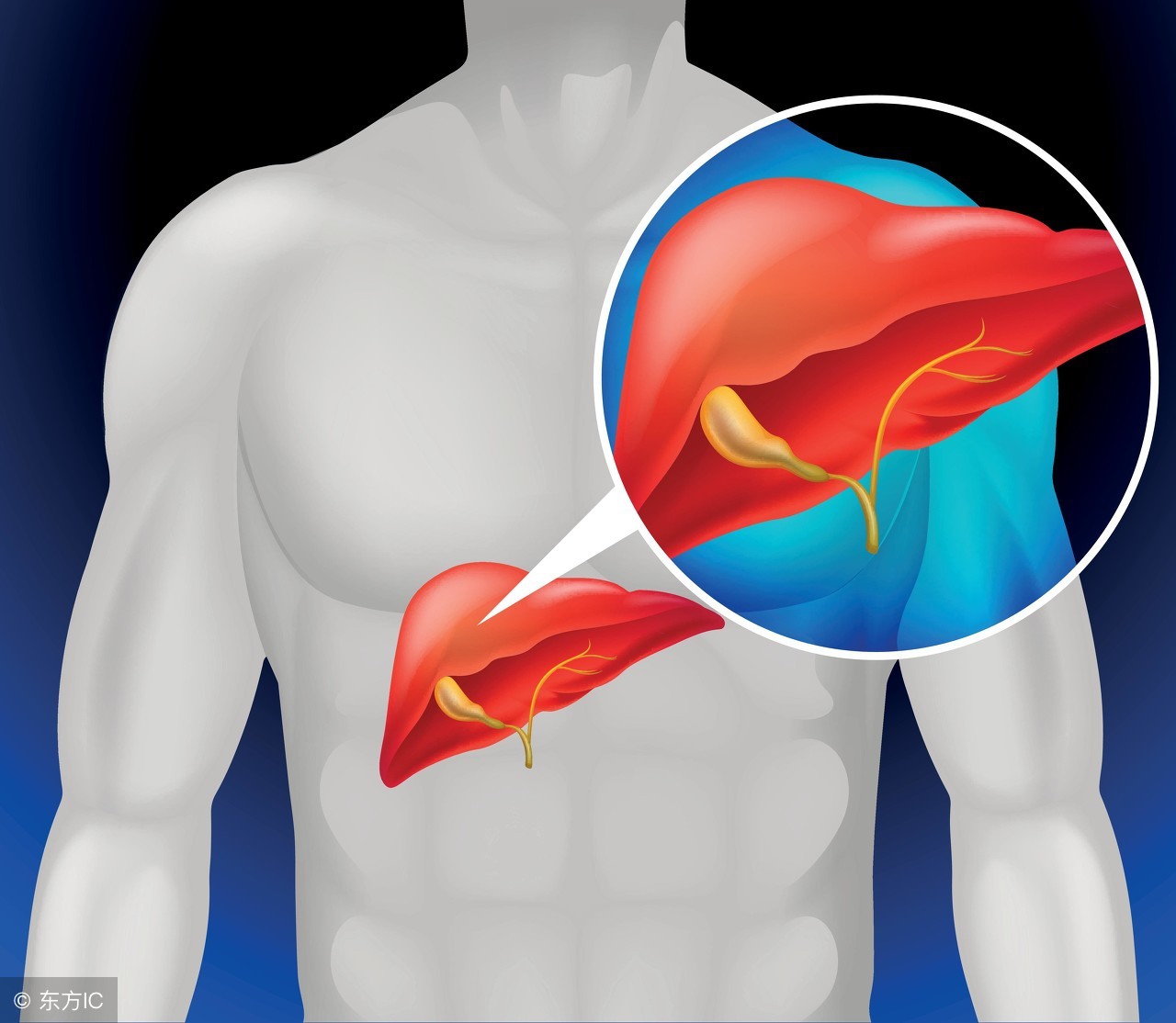 肝炎需要泻肝还是补气血,中医谈吃醋过多后果