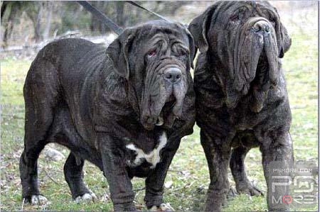 关于世界名狗名犬排行榜,世界名犬狗的品种大全