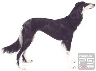 关于世界名狗名犬排行榜,世界名犬狗的品种大全