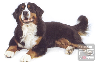 关于世界名狗名犬排行榜,世界名犬狗的品种大全