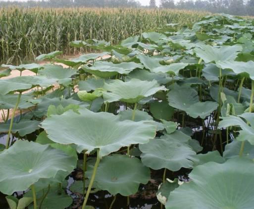 农村小本养殖创业项目大全,项目致富