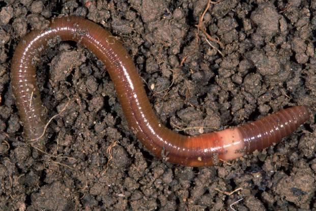 农村小本养殖创业项目大全,项目致富