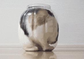 我真的不是想骗你们养猫