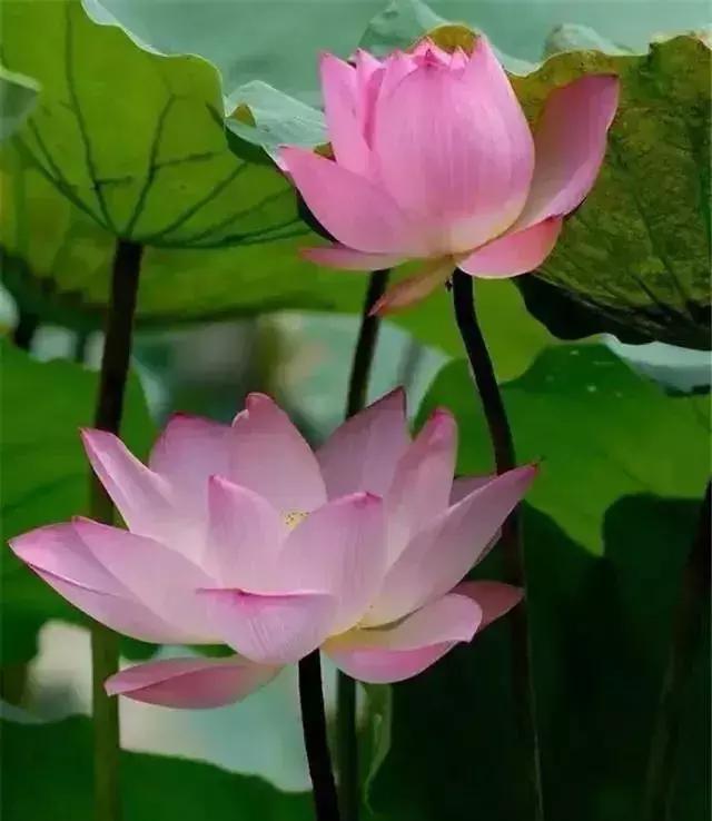 浙江一片夏季花海，带你在炎炎夏日赏花、美拍尽享自然清凉~