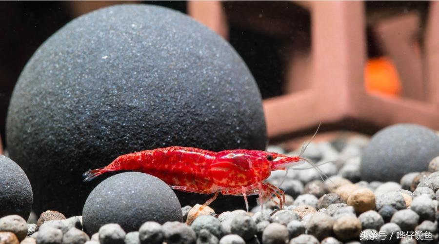 观赏虾观赏鱼,观赏鱼观赏虾